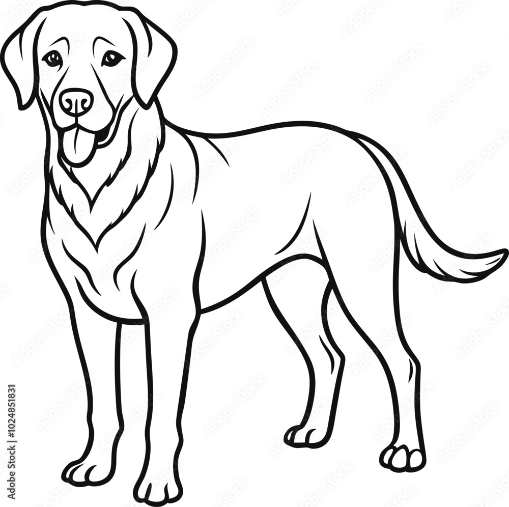 Fototapeta premium Labrador line art, Labrador line drawing, Labrador outline drawing, Labrador illustration