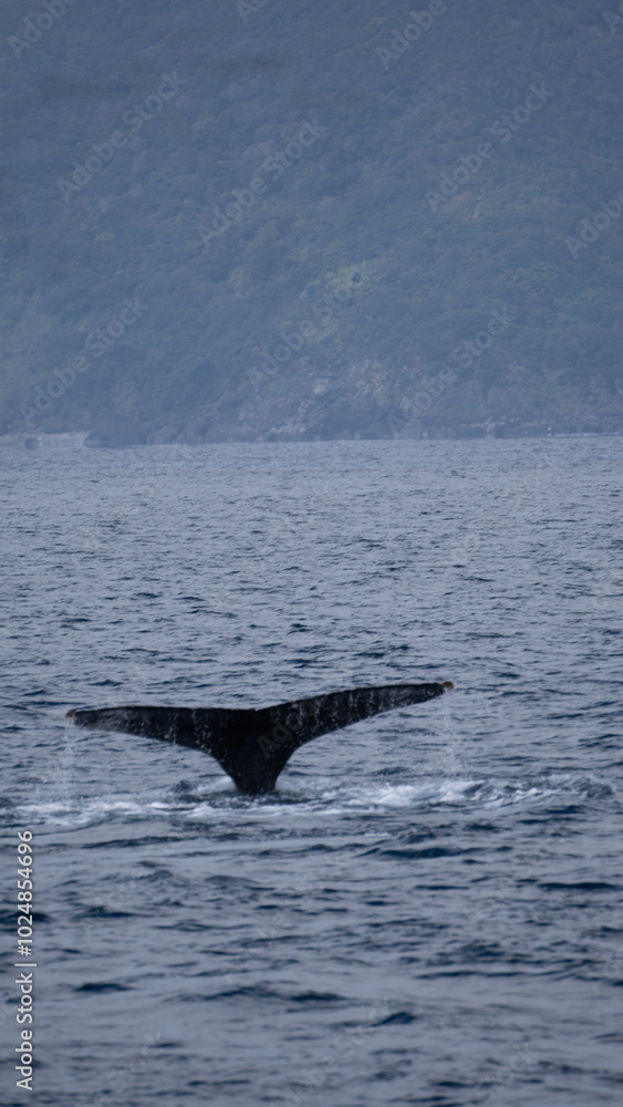 Fototapeta premium 鯨の尾