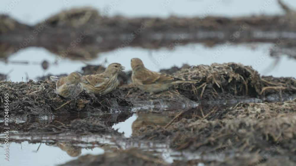 Linnet birds (Linaria cannabina) sit on a swamp and drink water. Close up.
