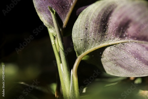 Close up shot of spider mite colony . Tetranychus urticae.