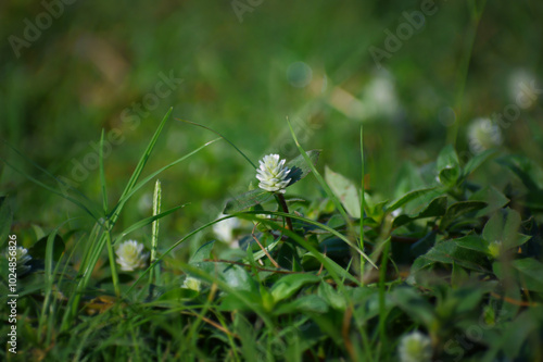 Gomphrena celosioides is an annual or perennial herb, sparsely branched, with white hairs, rostrate or sprawling, white flowers, prefers sandy soils. Originally from South America fot photo stock photo