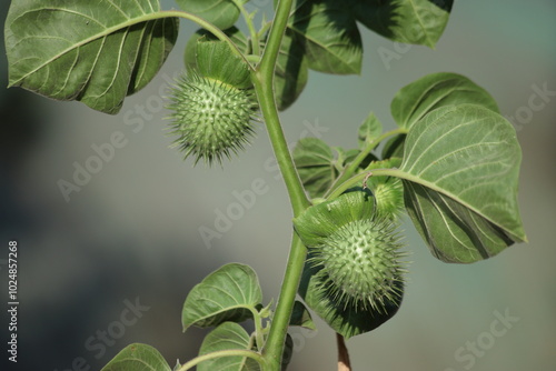 leaves and seed pods of Datura inoxia photo