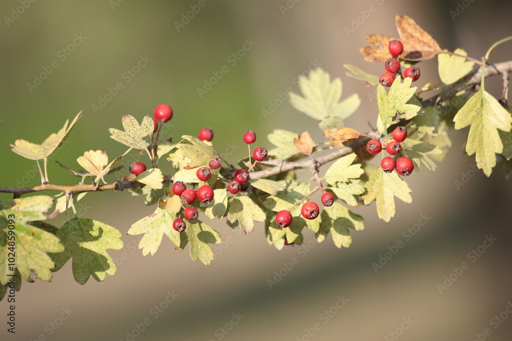 Crataegus azarolus is a species of hawthorn Crataegus azarolus is a species of hawthorn
