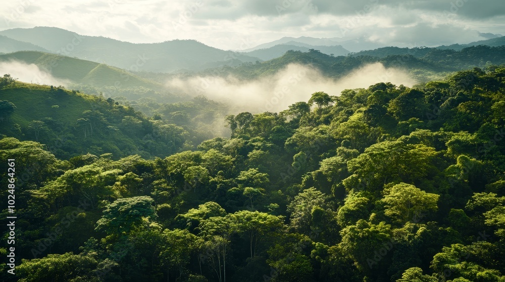 Fototapeta premium Lush green forest with rolling hills and misty mountains in the background.