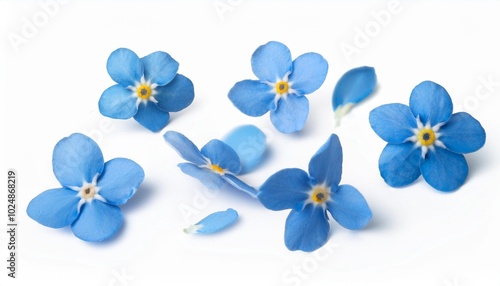 flower forget me not petals flew isolated on white background