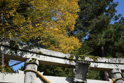 神社の鳥居と木