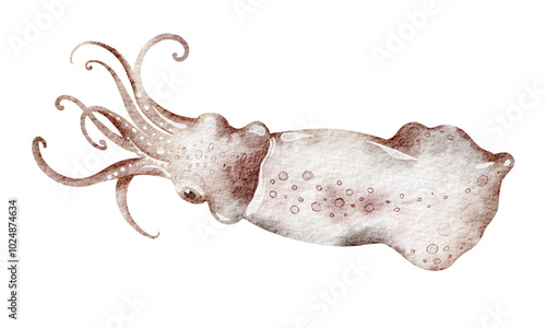 Watercolor Squid on isolated background. Hand drawn illustration of wild cuttlefish undersea animal with tentacles. Marine or ocean underwater life. Drawing seafood in cartoon style. photo