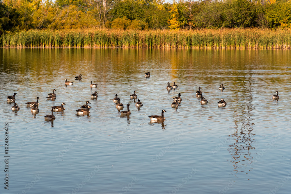 A Flock Of Canada Geese Feeding And Resting On A Local Pond In Fall In Wisconsin A Flock Of Canada Geese Feeding And Resting On A Local Pond In Fall In Wisconsin