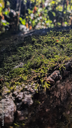 green moss on a stone in the forest. close-up