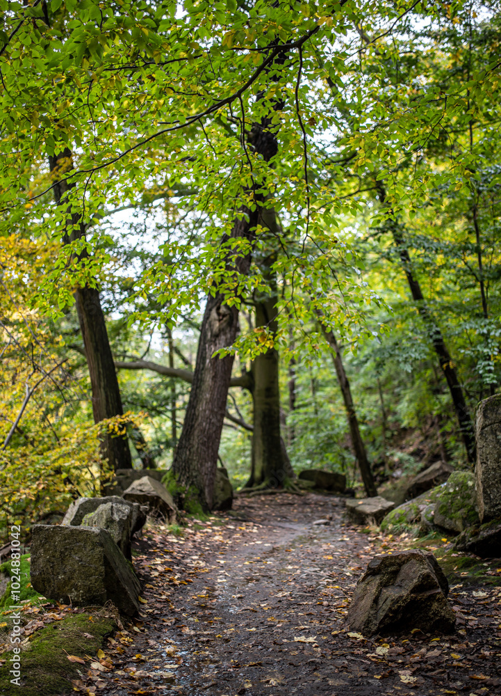 Fototapeta premium Waldweg im Wald Herbstanfang