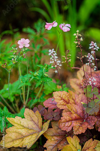 nice flowers in the garden