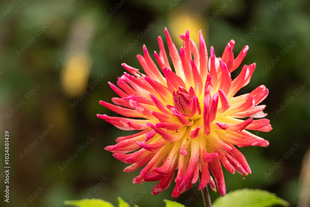 fleur de dalhia colorée de rose au coeur jaune fleur de dalhia colorée de rose au coeur jaune