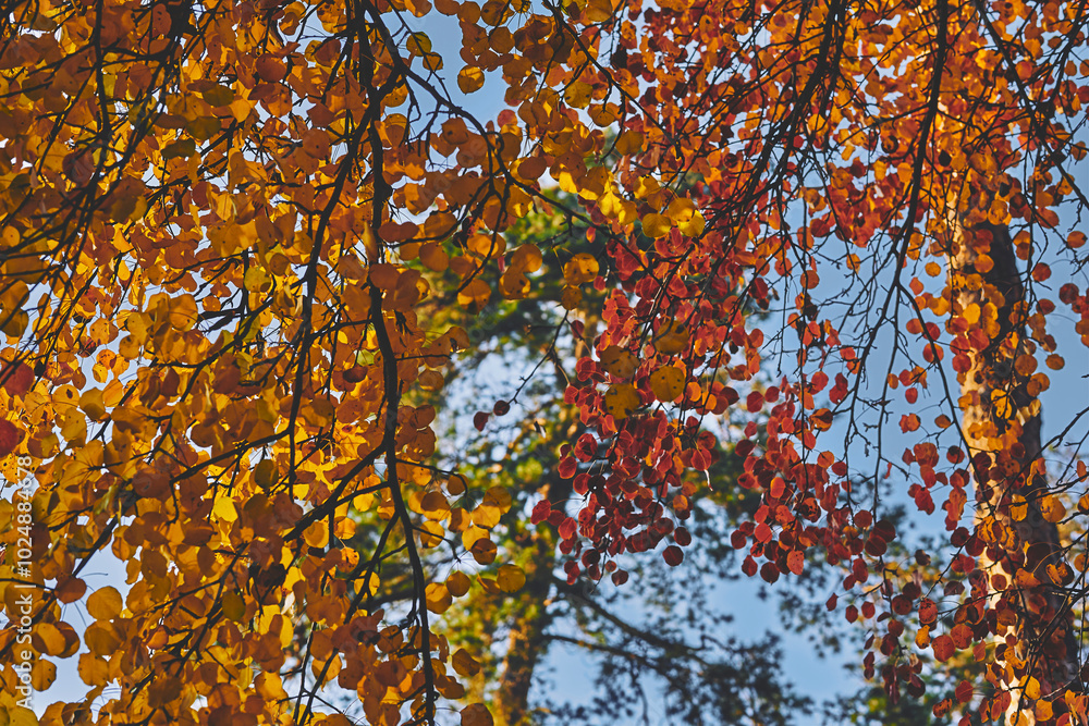 Red orange yellow autumn leaves,calm on a warm sunny day Red orange yellow autumn leaves,calm on a warm sunny day