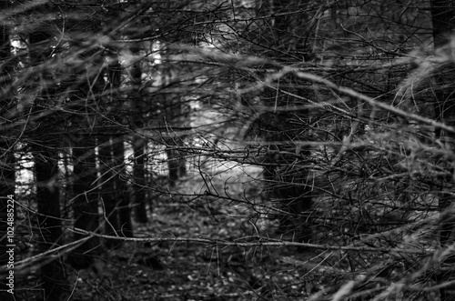 Wallpaper Mural Młody las oddał swój kolor Pani jesieni. Torontodigital.ca