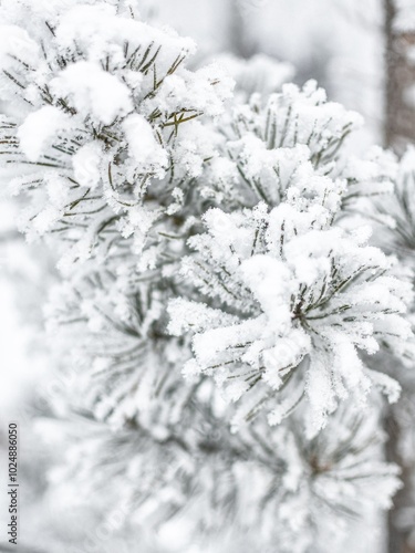 the branches of the trees are covered with frost and snow. close-up. winter landscape