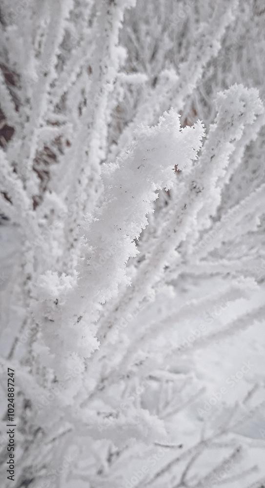 the branches of the trees are covered with frost and snow. close-up. winter landscape the branches of the trees are covered with frost and snow. close-up. winter landscape