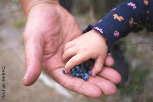Obraz na plátně Foraged blueberries from the forest shared between father and child, natural for