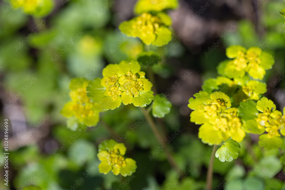 Chrysosplenium alternifolium, wildflowers macro photo Chrysosplenium alternifolium, wildflowers macro photo