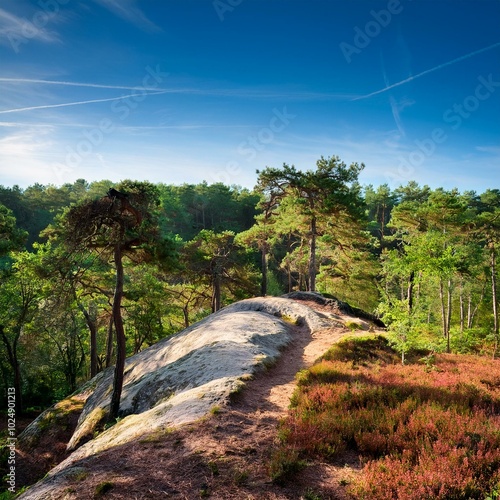 hill of the samois rock in fontainebleau forest