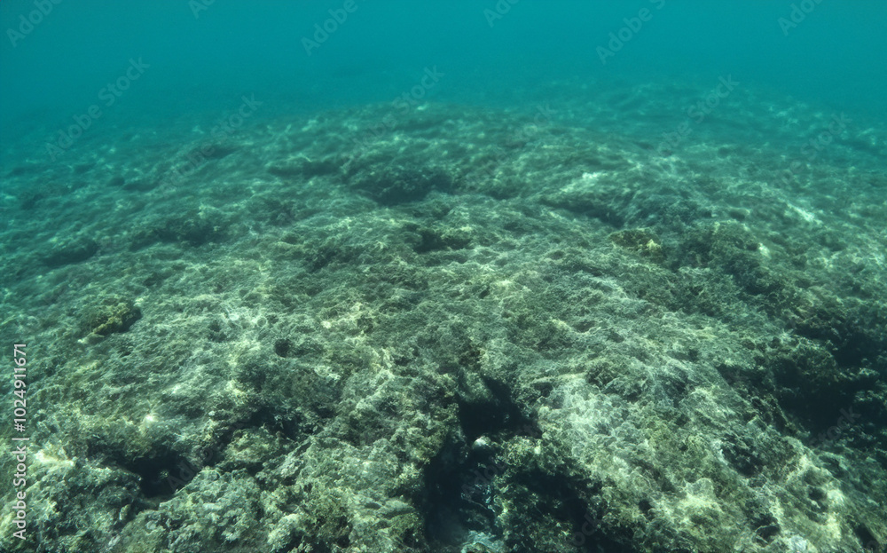 Deep blue seabed with rocks and algae on boulder generative AI Deep blue seabed with rocks and algae on boulder generative AI