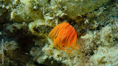 Fototapeta Naklejka Na Ścianę i Meble -  Polychaeta Smooth tubeworm or red-spotted horseshoe (Protula tubularia) undersea, Aegean Sea, Greece, Halkidiki, Pirgos beach