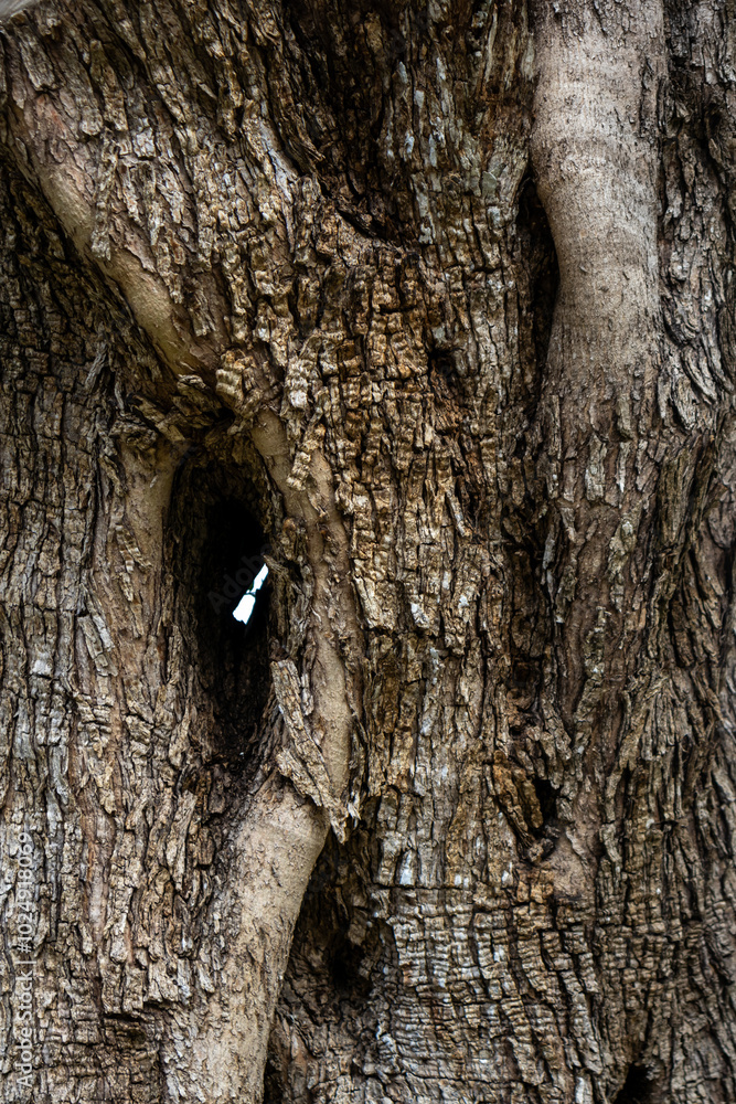 Detail of an olive tree trunk, Corfu, Greece Detail of an olive tree trunk, Corfu, Greece