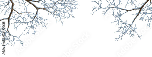 branches of a tree in snow on white background