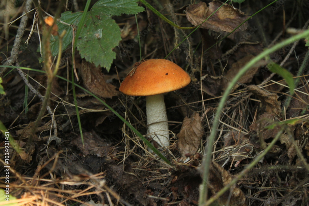 mushroom in the forest mushroom in the forest
