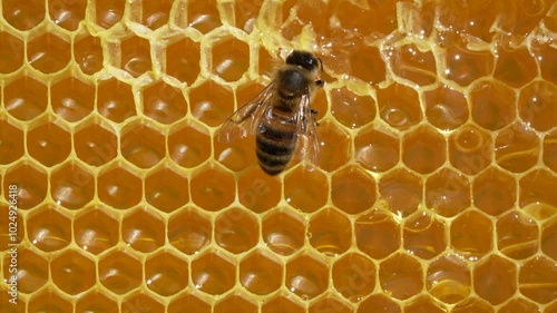 Working bee on honeycomb, close up. Colony of bees in apiary. Beekeeping in countryside. Macro shot with in a hive in a honeycomb, wax cells with honey and pollen. Honey in combs
