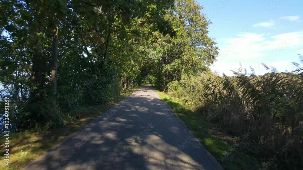 trees tunnel drone flight between trees tunnel drone flight between