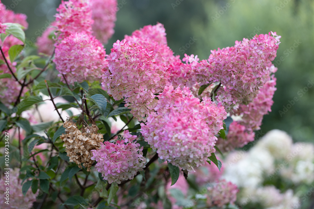 Hydrangea paniculata Vanille Fraise on a stem Hydrangea paniculata Vanille Fraise on a stem