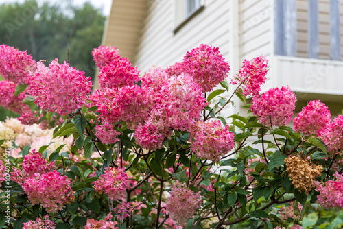 Hydrangea paniculata Vanille Fraise on a stem