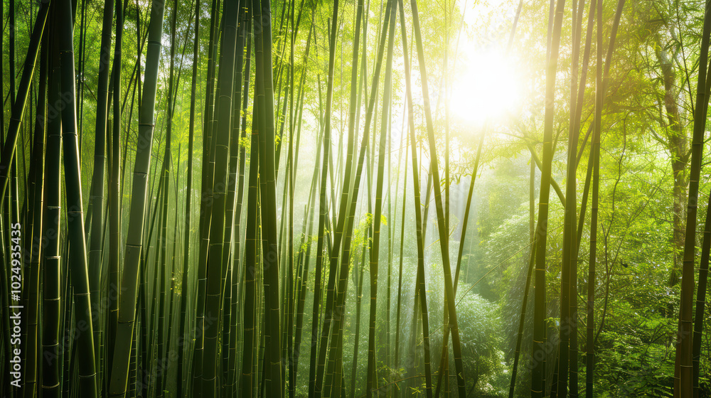 Fototapeta premium serene bamboo forest bathed in soft sunlight, showcasing tall green stalks and lush foliage. tranquil atmosphere invites sense of peace and connection with nature
