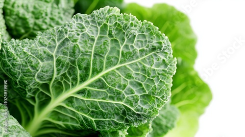 Close-up of a vibrant green leaf with intricate veins and texture against a white background.