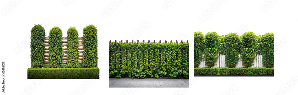 Green hedges and shrubs grow along a wooden fence and a white fence, with a concrete path in front. Green hedges and shrubs grow along a wooden fence and a white fence, with a concrete path in front.