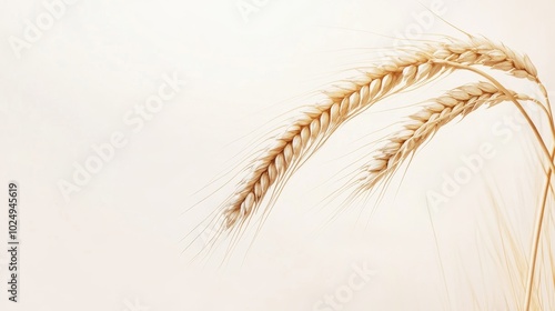 Golden Wheat Stalks Against a Pale Background