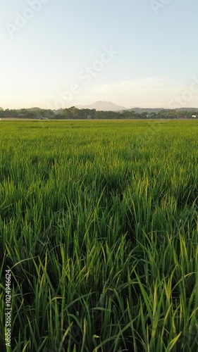 Aerial view of rice fields with mountains in the morning, rural, indonesia photo