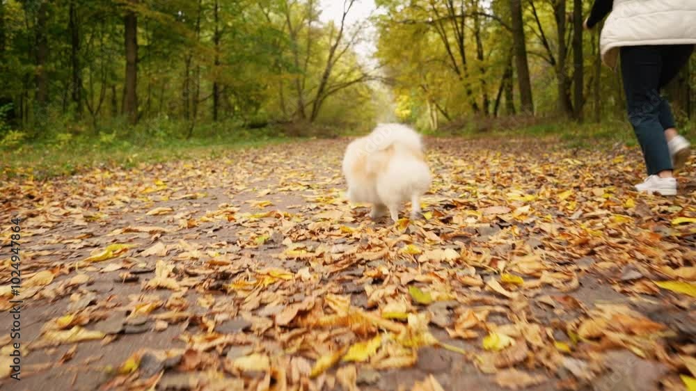 little cute fluffy puppy on a walk with his young girl owner in the park. Dog breed Pomeranian Spitz. Yellow autumn leaves in the forest little cute fluffy puppy on a walk with his young girl owner in the park. Dog breed Pomeranian Spitz. Yellow autumn leaves in the forest