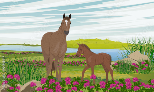 Horse and her foal walking in a summer meadow. Blooming clover on the river bank. wild and farm horses. Realistic vector landscape