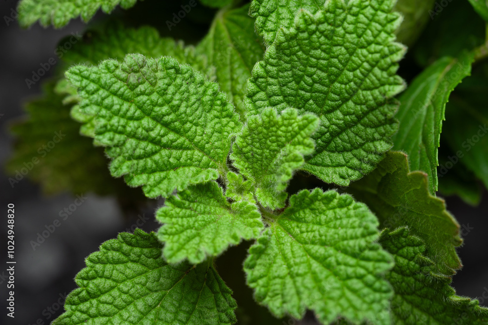 Mint close up. Texture of mint leaves. Selective focus Mint close up. Texture of mint leaves. Selective focus