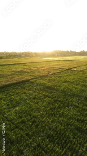 Aerial view of village rice fields in the morning, rural, indonesia photo