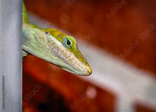 Green Anole peaking around the corner photo