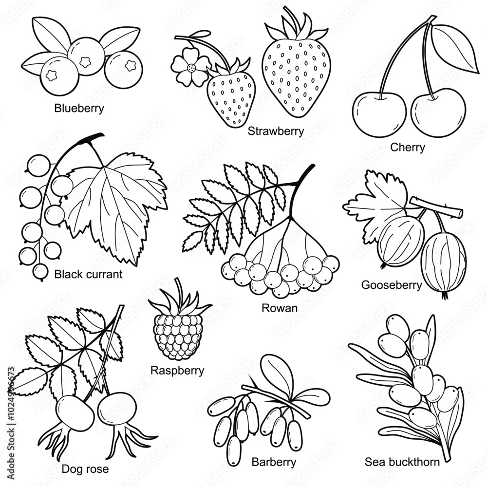 Set of garden and forest berries. Cherry rowan, blackcurrant, gooseberry, strawberry, blueberry, raspberry. Contour drawing. Black white outline illustration, isolated on white background Set of garden and forest berries. Cherry rowan, blackcurrant, gooseberry, strawberry, blueberry, raspberry. Contour drawing. Black white outline illustration, isolated on white background