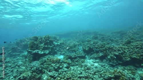 Wallpaper Mural dead coral reefs on the coast, 4K
 Torontodigital.ca