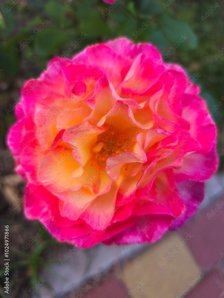 pink and yellow rose pink and yellow rose