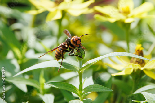 オオスズメバチ
