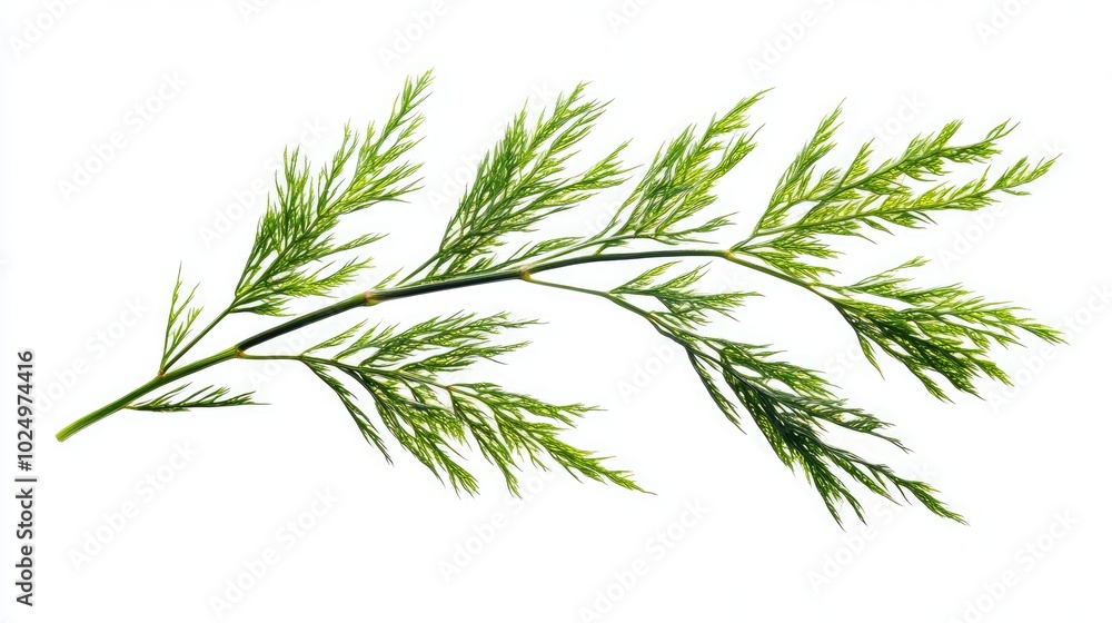 Obraz premium Asparagus setaceus leaf on white background. AI generated illustration.