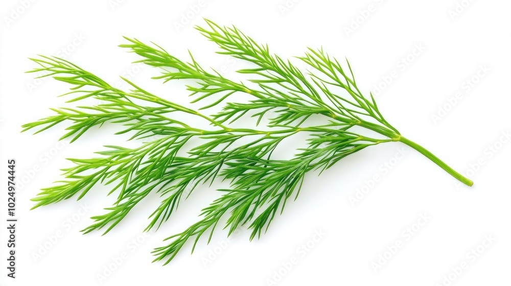 Fototapeta premium Asparagus setaceus leaf on white background. AI generated illustration.