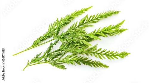 Asparagus setaceus leaf on white background. AI generated illustration.