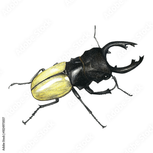 Odontolabis Mouhotii colored pencil on white isolated background